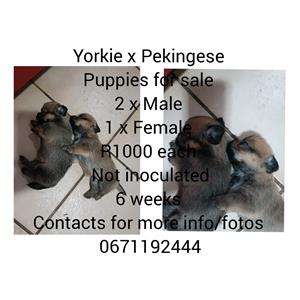 Yorkies crossed with pekingese puppies