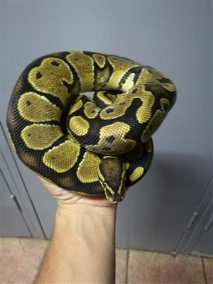 Normal ball python for sale 
