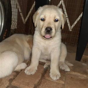 Golden Labrador Retriever Pups Junk Mail