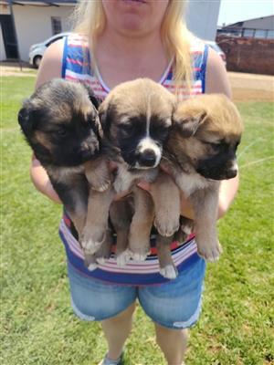 German Shepherd Labrador puppies 