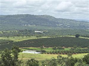 Farm For Sale in Tzaneen Rural