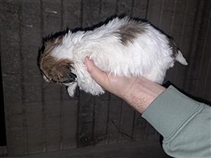 Poodle x with cocker spaniel puppies