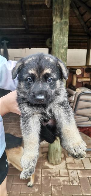 German shepherd puppies for sale