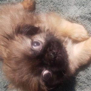 pekingese 