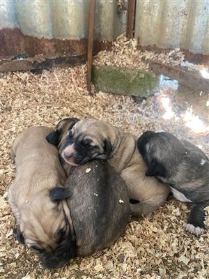 Anatolian shepherd puppies 