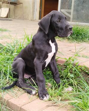 Gorgeous Giant Breed Great Dane puppies available immediately 