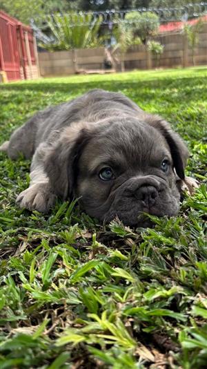 Male french fluffy bulldog looking for his furever homr