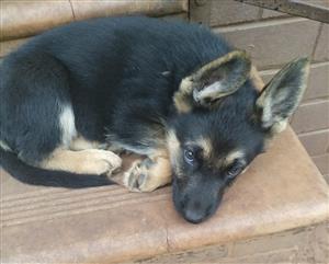 German shepherd puppies