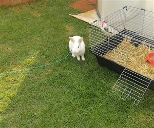 1-Year-old male bunny rabbit for sale with a bunny cage and leach.