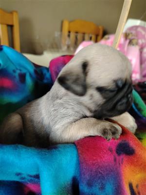 Adorable pug male puppies available