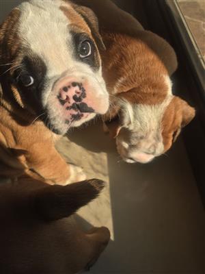 8 weeks English bulldogs puppy vaccinated and dewormed ready for their new homes