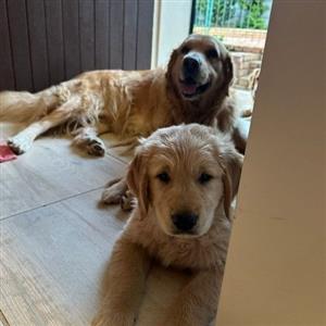 wheaten Retriever female pup