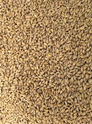 Barley/wheat