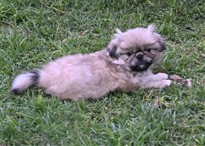 Pekingnese female puppy
