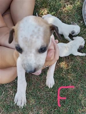 Cute Greyhound mix Jack Russel puppies 