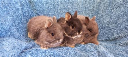 Angora Dwarf Rabbits.