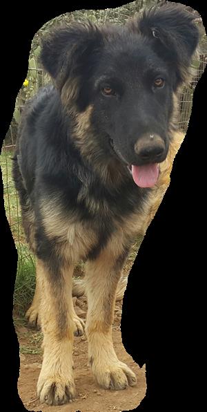 German Shepherd Long Hair 7 Months Old Junk Mail