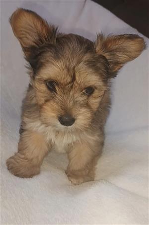 Beautiful exotic yorkies for sale