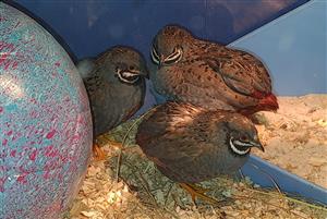 Chinese Painted/ Button Quails for Sale!