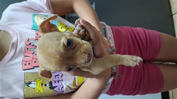 Chihuahua female puppies for sale