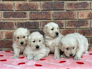 Beautiful Golden Retriever puppies available