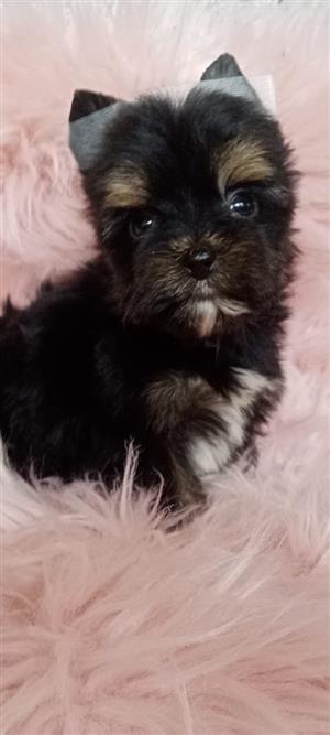 Stunning yorkshire terrier babies 