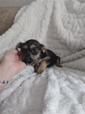 Maltese x dachshund puppies 