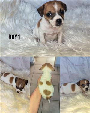 Jack Russell pups