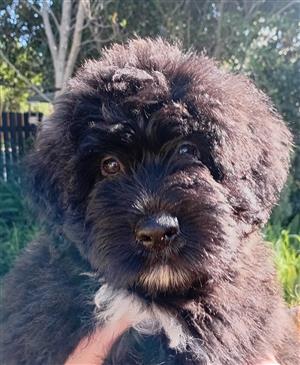 Bouvier des Flandres Female Puppy. Available from the 7th of August 2026
