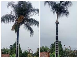 Palm pruning special 