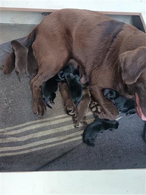 Labrador puppies 