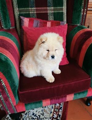 Chow Chow puppies 