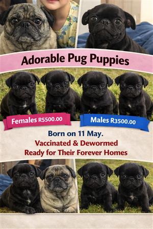 Adorable Pug Puppies – Vaccinated 
