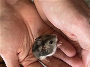 Adorable dwarf hamsters, tame and friendly.
