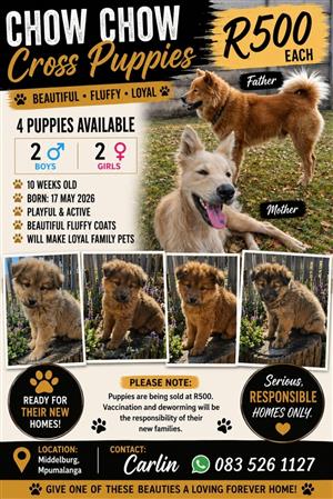 Chow Chow Cross Puppies for sale