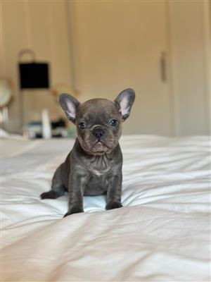 Gorgeous Exotic French bulldog puppies available