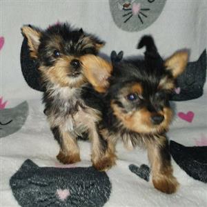 Gorgeous Yorkies Pocket-size ,adult weight 1.8kg.Innoculated and dewormed