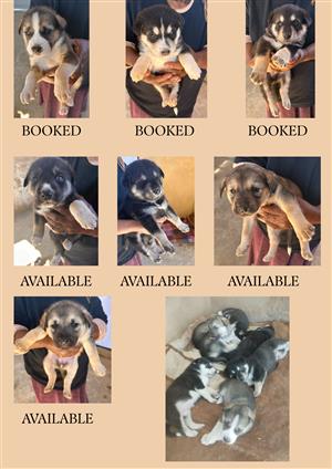 Husky Puppies For Sale
