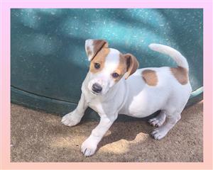 Jack Russell puppies