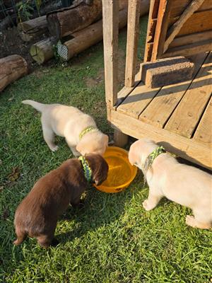 Adorable Male Labrador puppies 