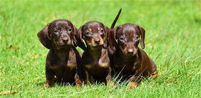 Chocolate Dachshund / Wors Hohdjie puppies !