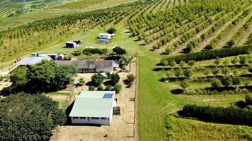 Productive 59-Hectare Macadamia Farm with River Frontage and Extensive Infrastructure