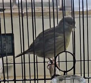 2024 and 2025 Fife canaries for sale