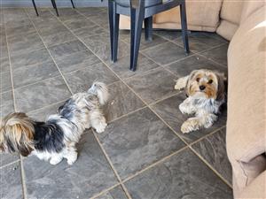Toy Yorkie pups