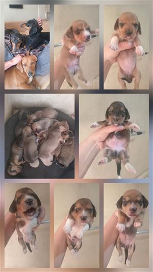 Jackhund pups,Jack russel x Dashund 