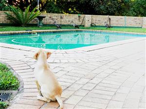 Face brick Family Home with Flat – For Sale in Meer En See