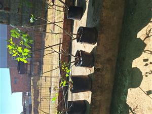 BONZAI Trees. Coral Tree.