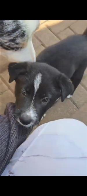 Last Male Aussie Siberian puppy 