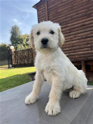 Labradoodle puppies  
