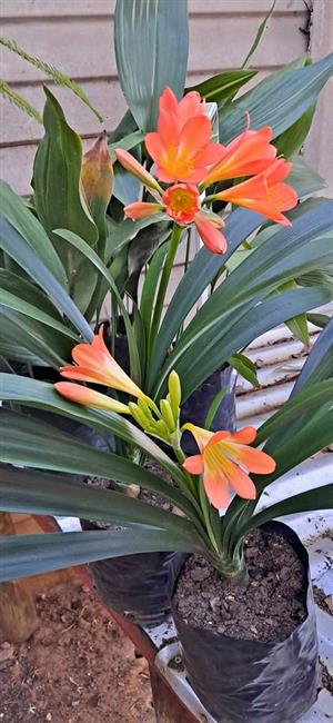 Orange clivia x 2